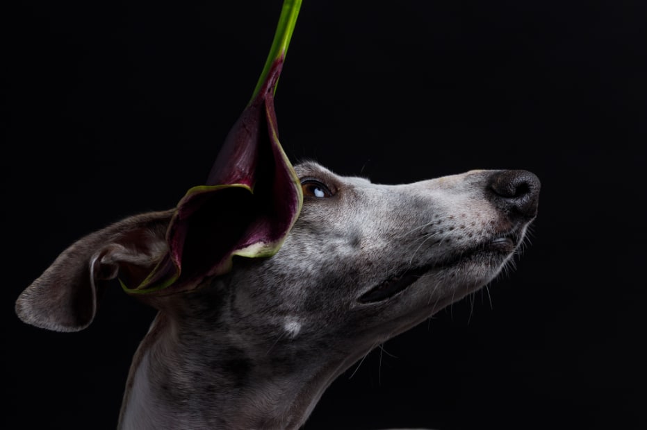 Lily4